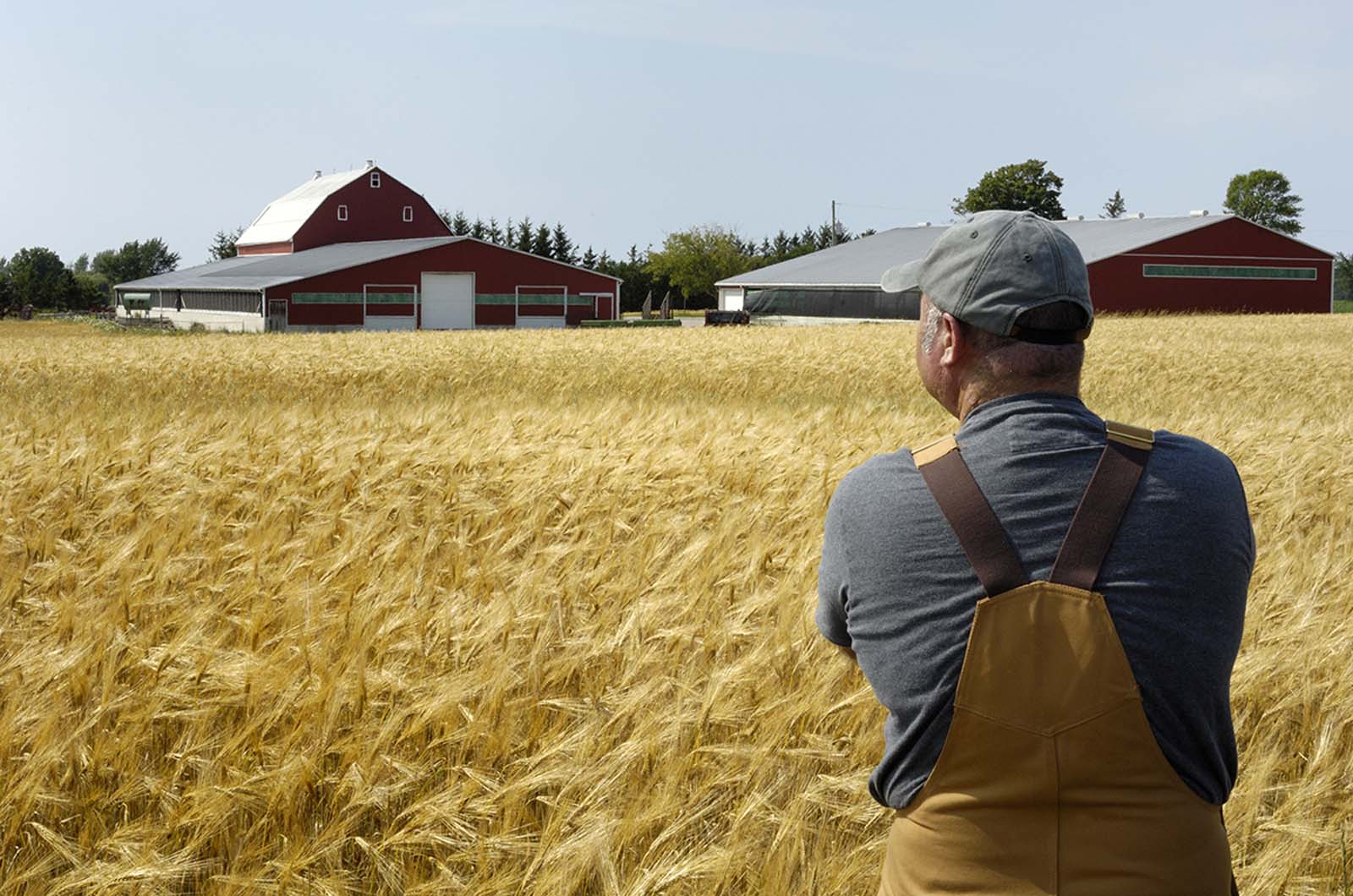 a farmer standing in a field of wheat crops