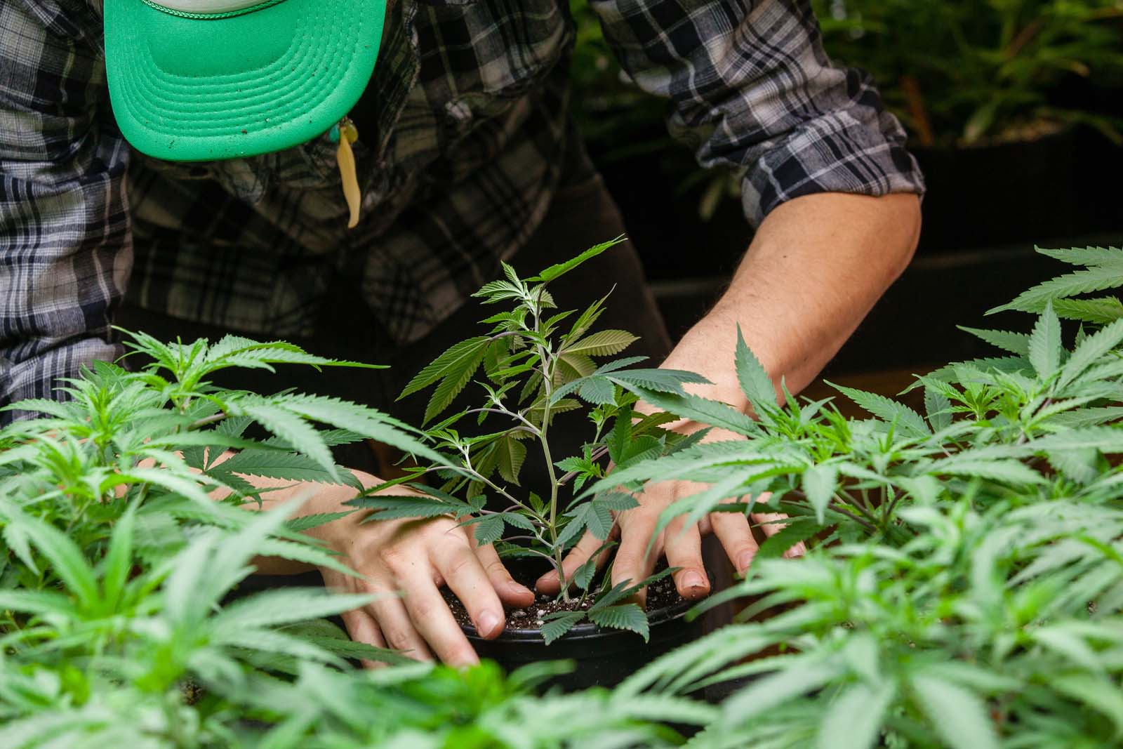 person working in a cannabis field