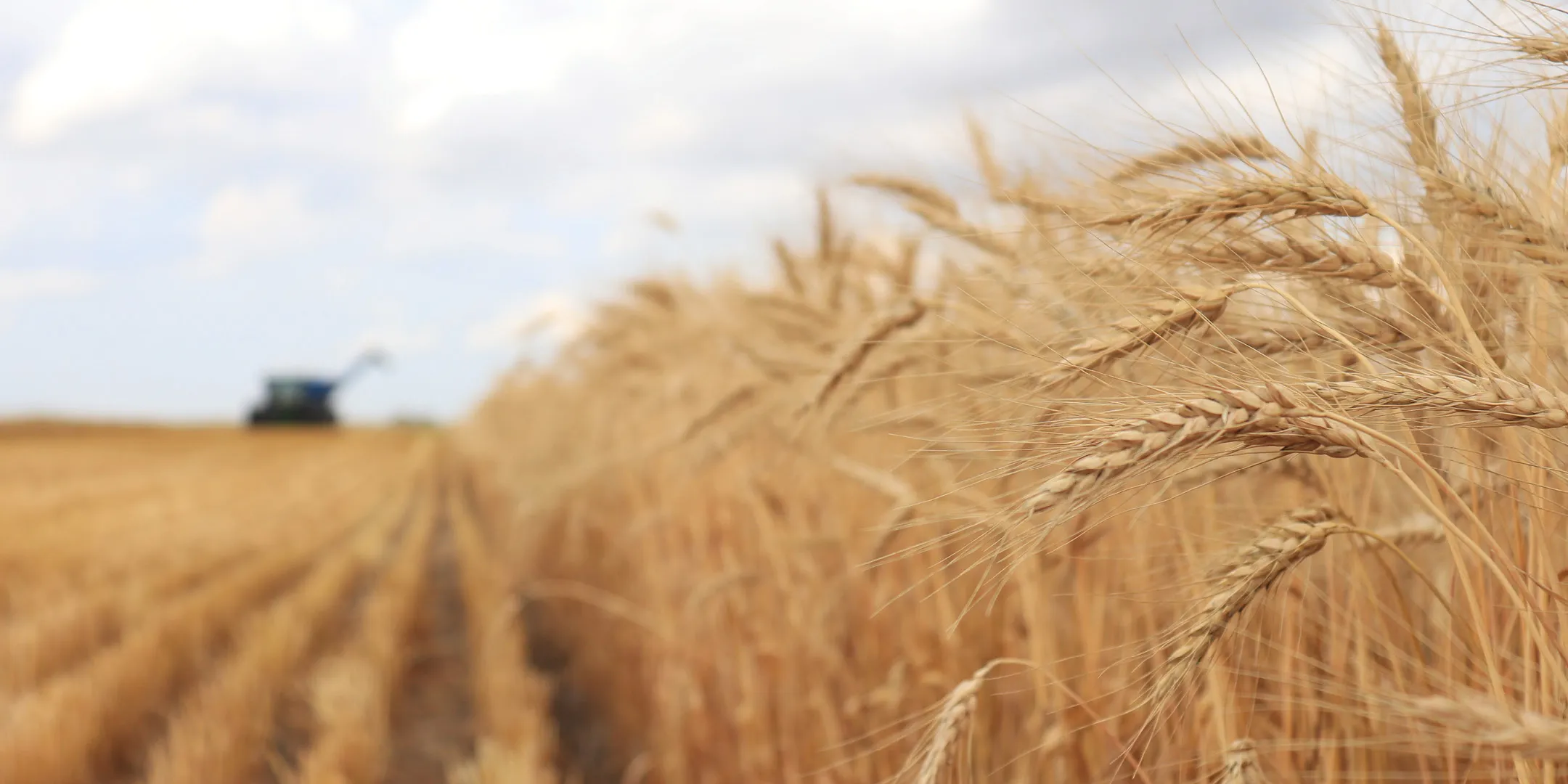 field of wheat