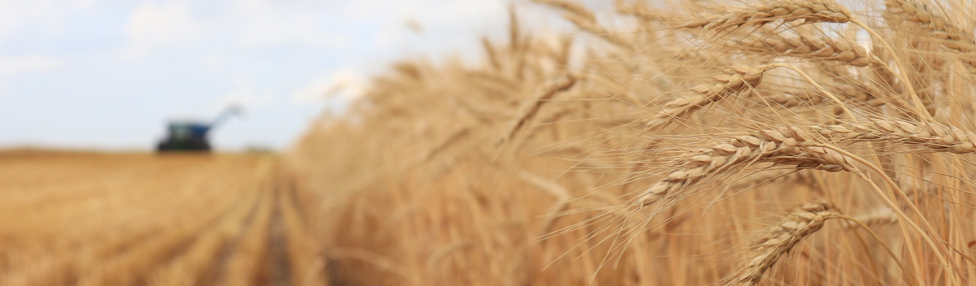 Close up of a wheat field.