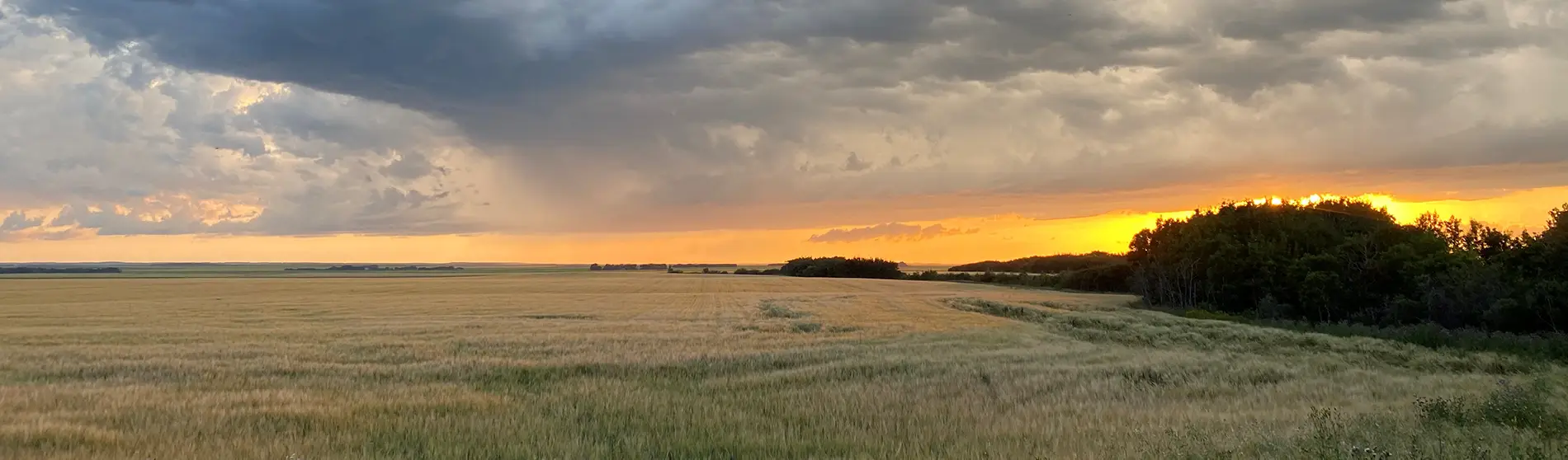 Farmers field with sun peeking from behind the trees.