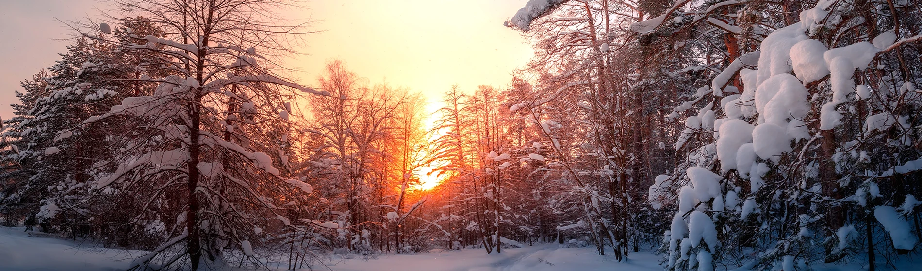  Paysage d'hiver avec des arbres couverts de neige