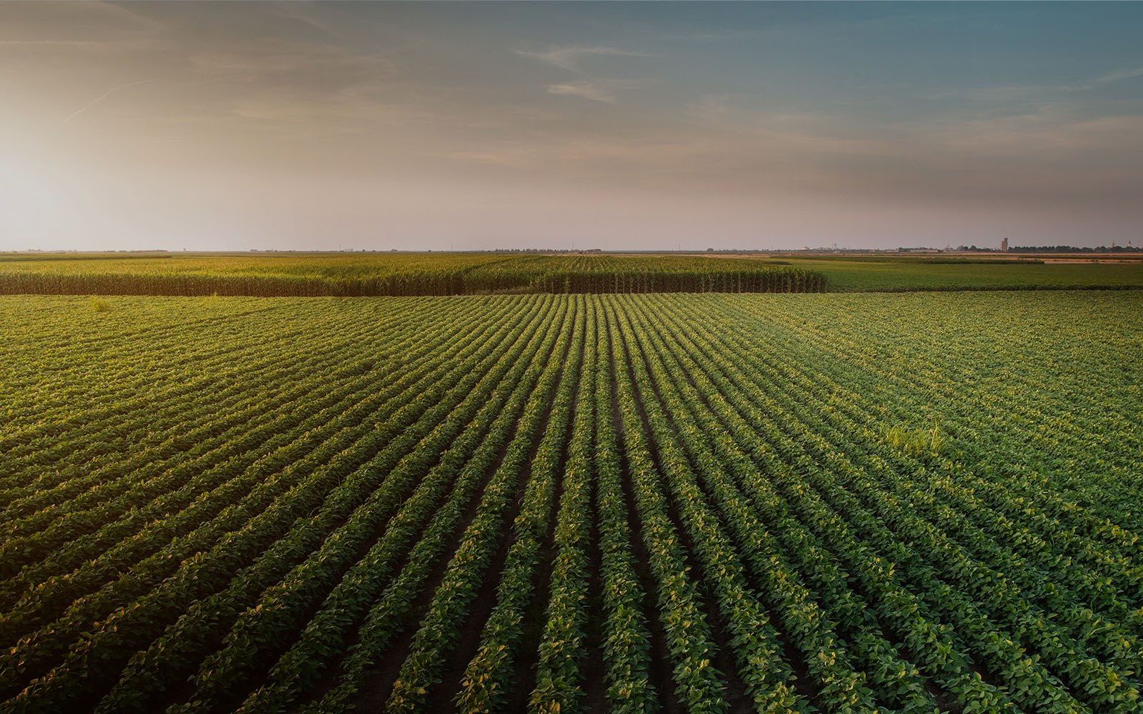 Soy bean fields in summer at sunset
