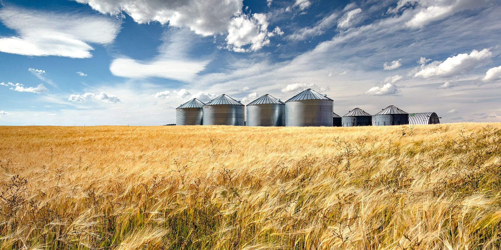 Wheat Field