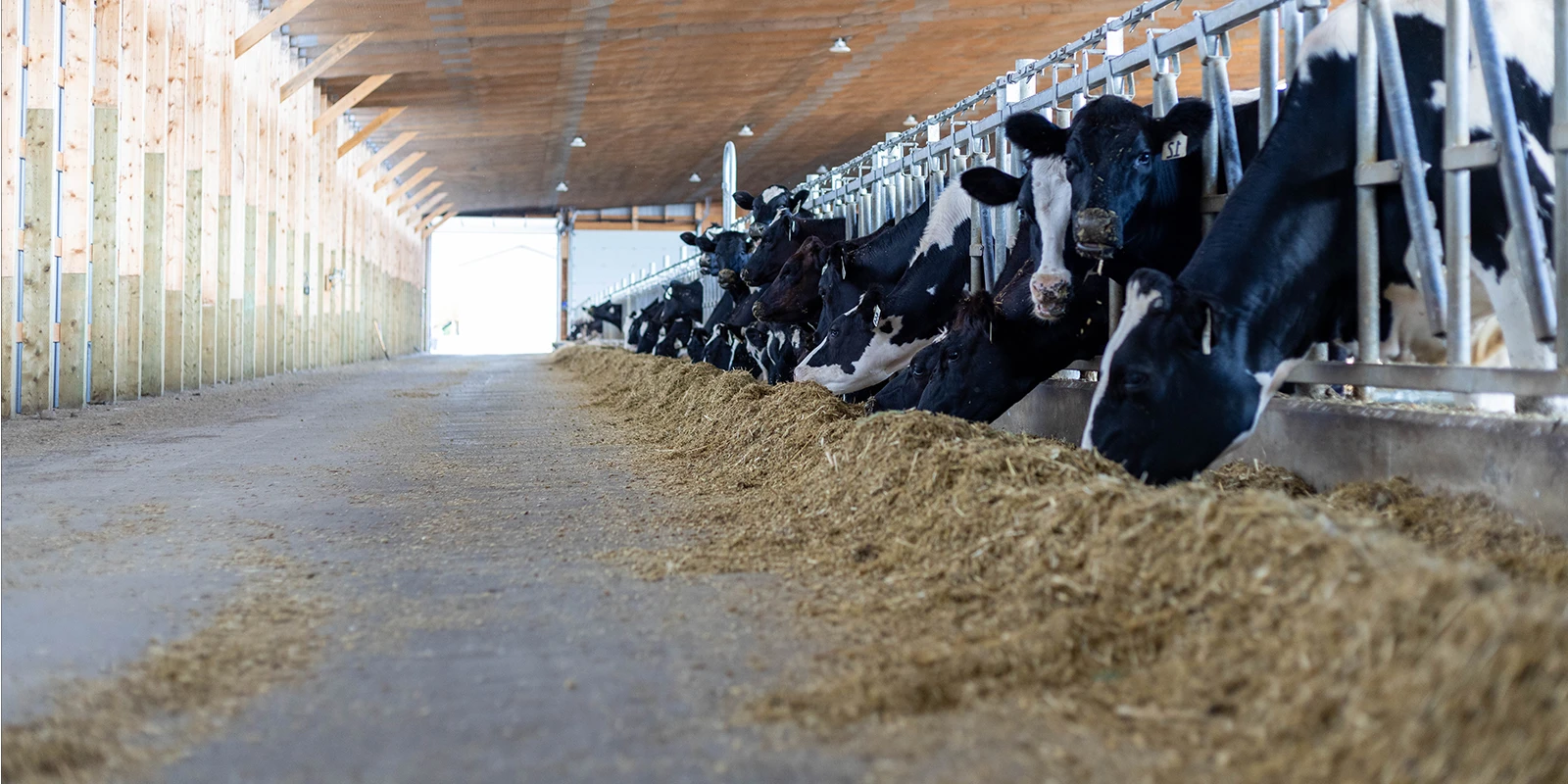 dairy cows feeding