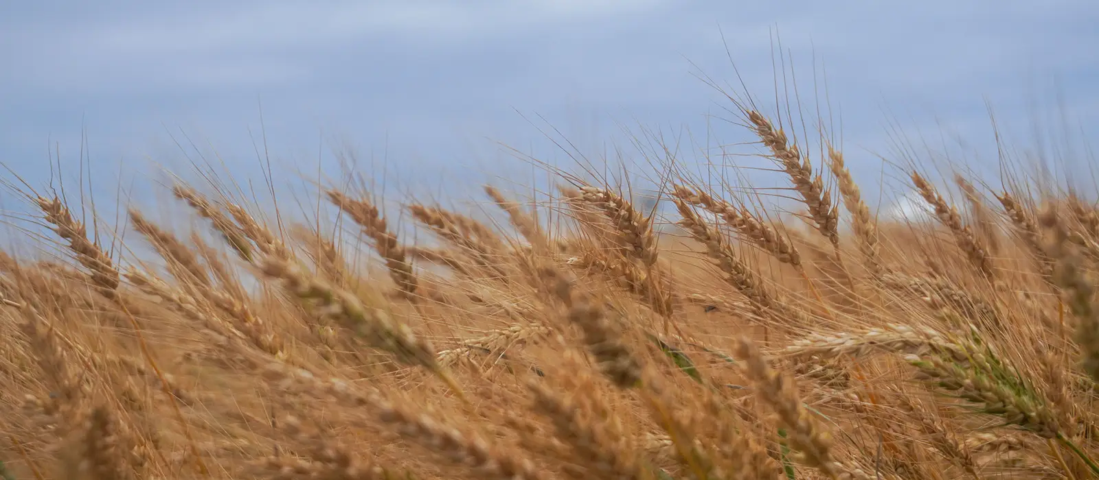 Farmers Fields