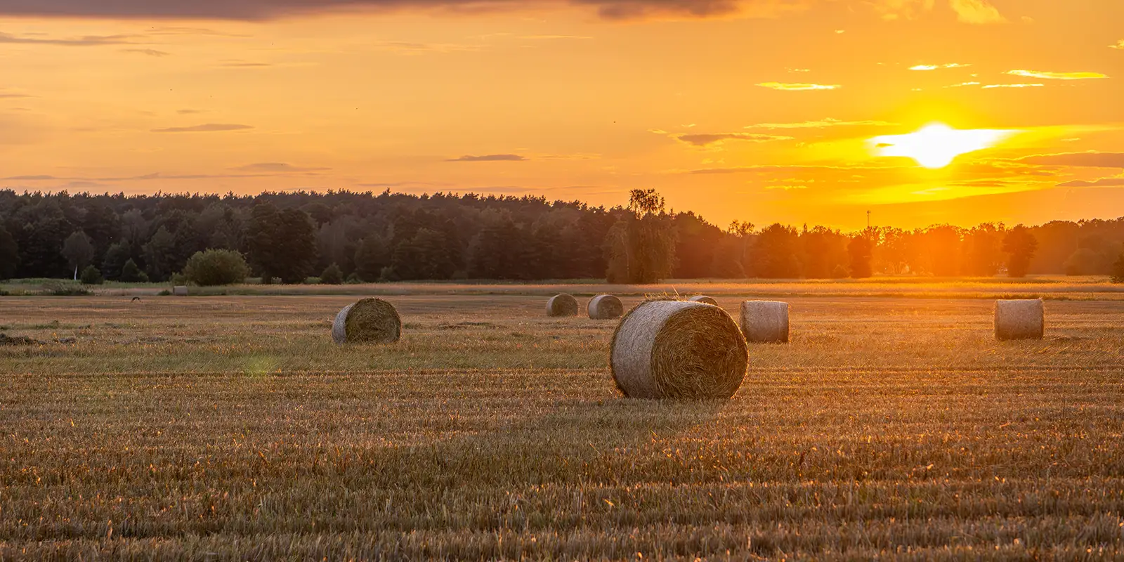 harvest in the field stubble field during fall