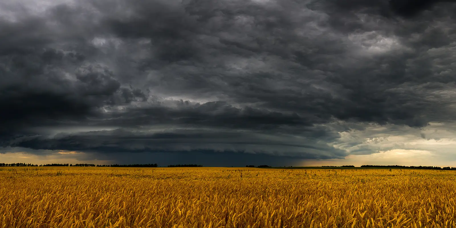 Round storm cloud over a wheat field