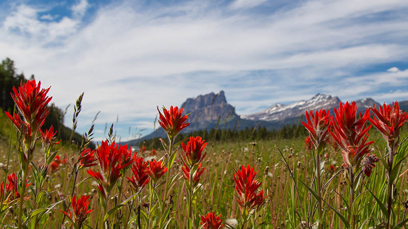 Fleurs sauvages dans un champ avec des montagnes au loin