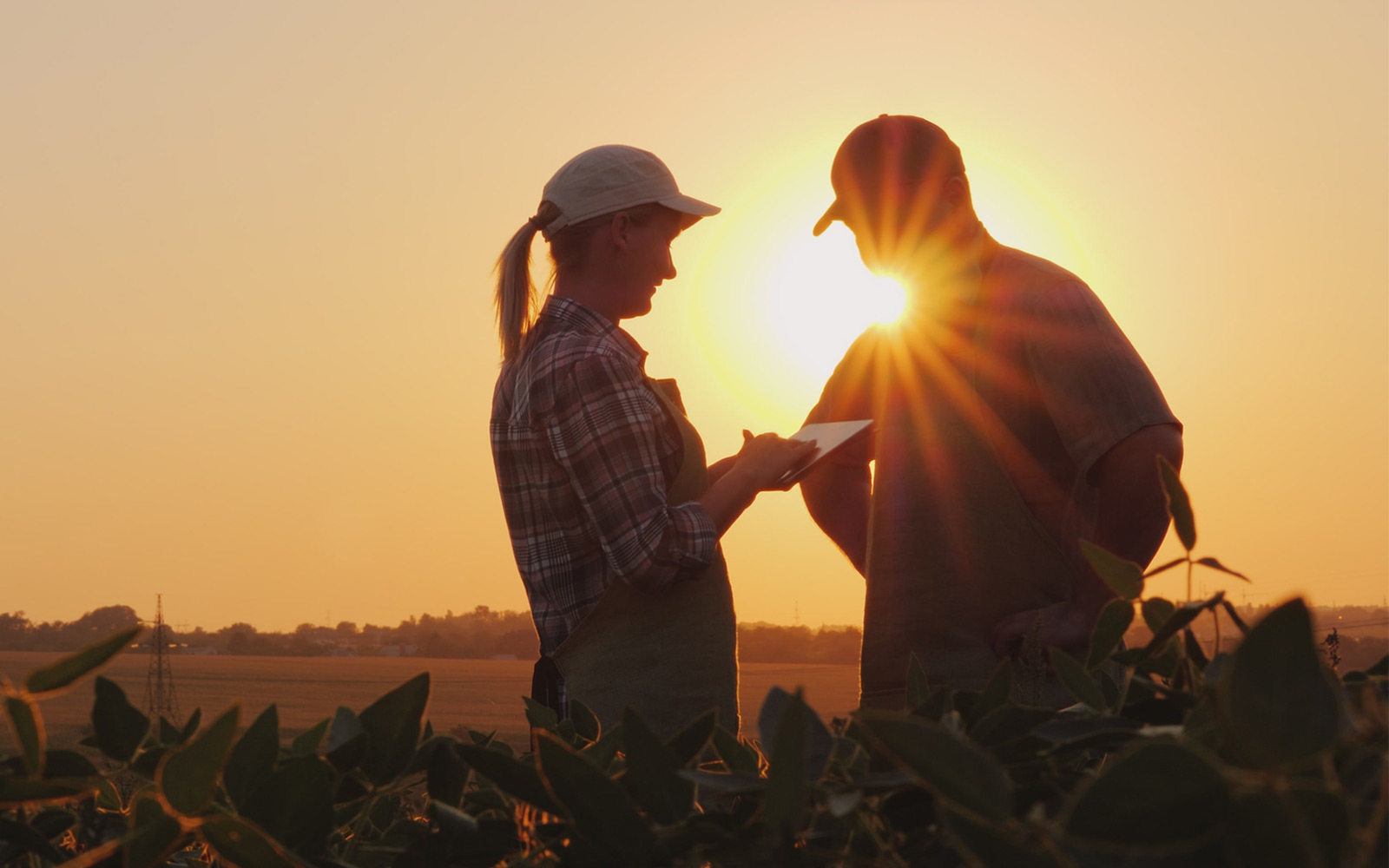 Farmers man and woman communicate in the field at sunset accompanied by a tablet