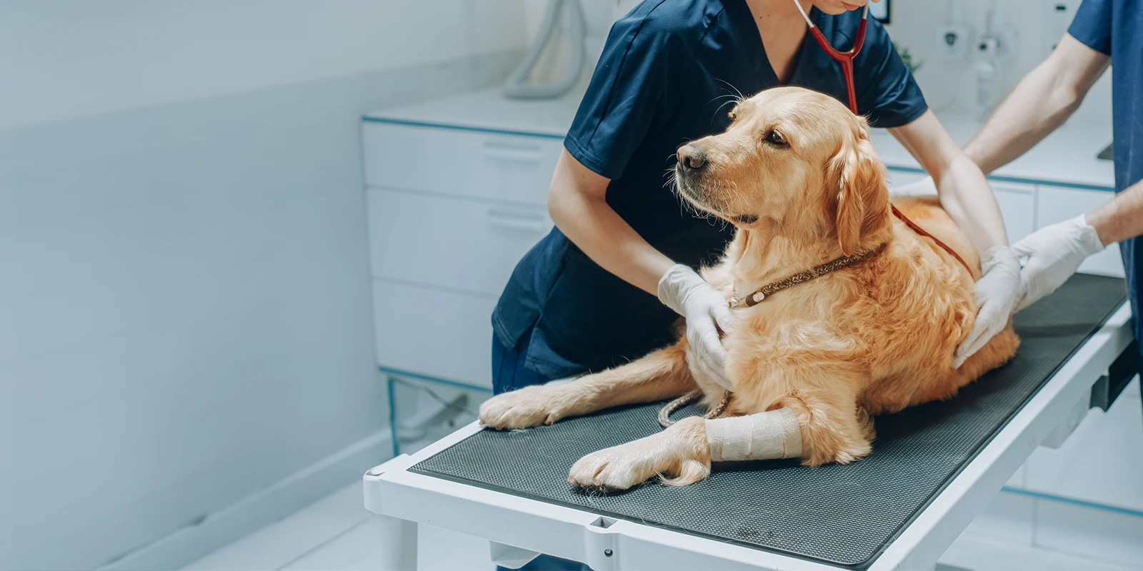 Veterinarian Inspecting a Golden Retriever on an Examination Table.