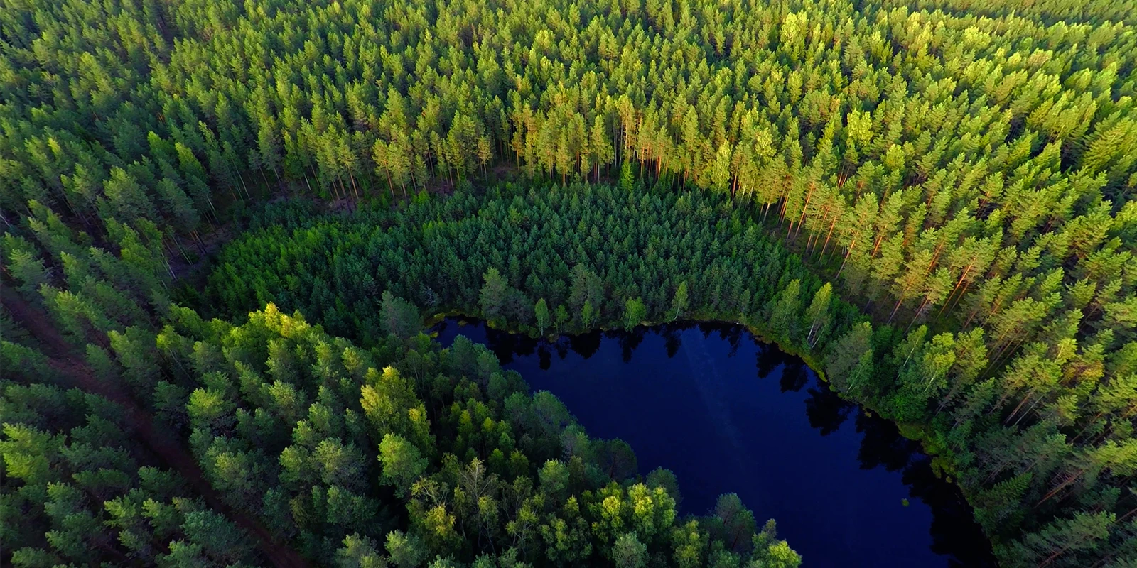 lush green forest surrounding a body of water