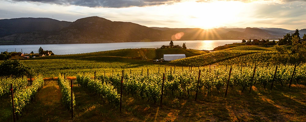 Sunset over the vineyards in the okanagan.