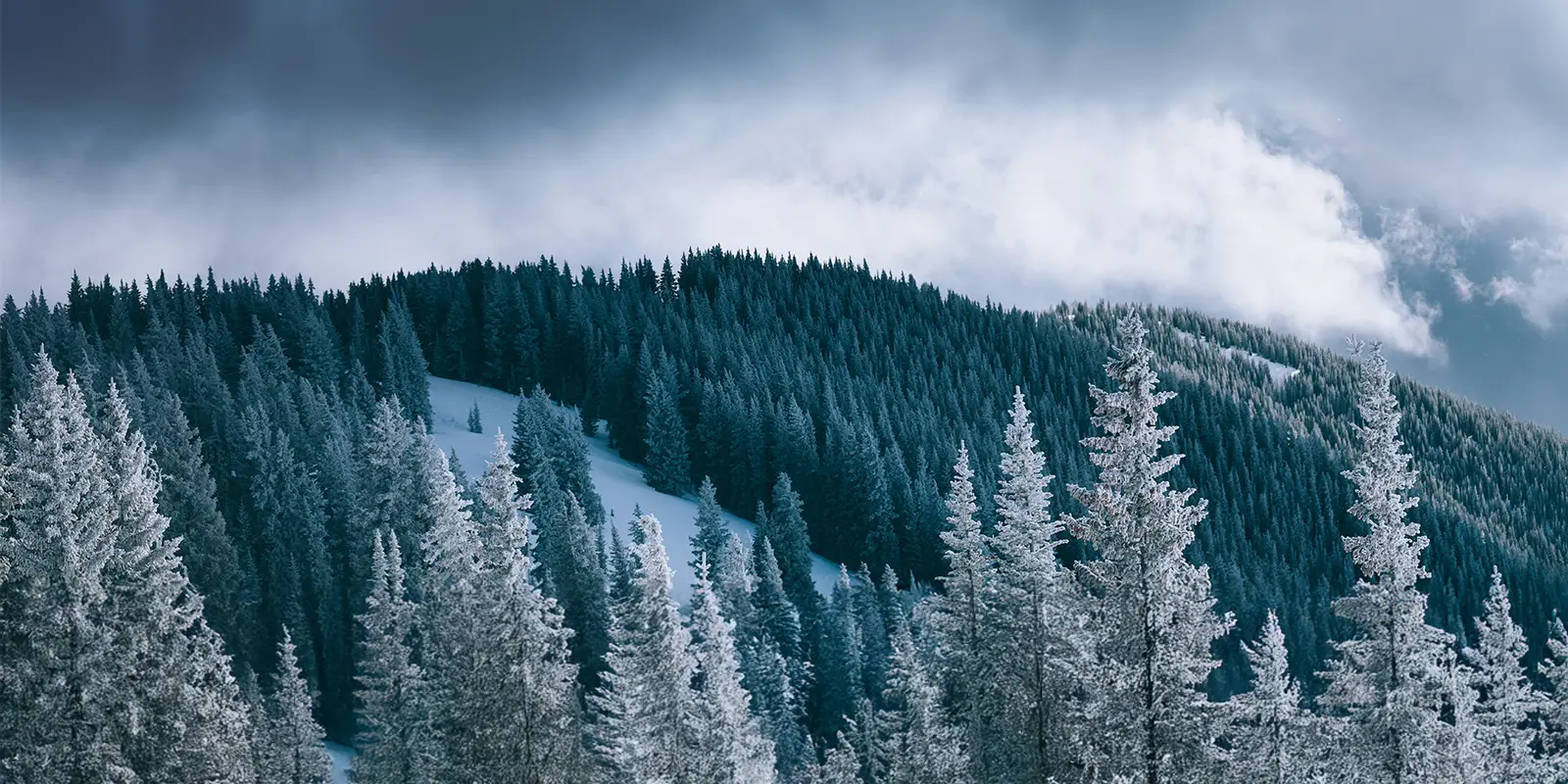 winter trees and mountain scenery