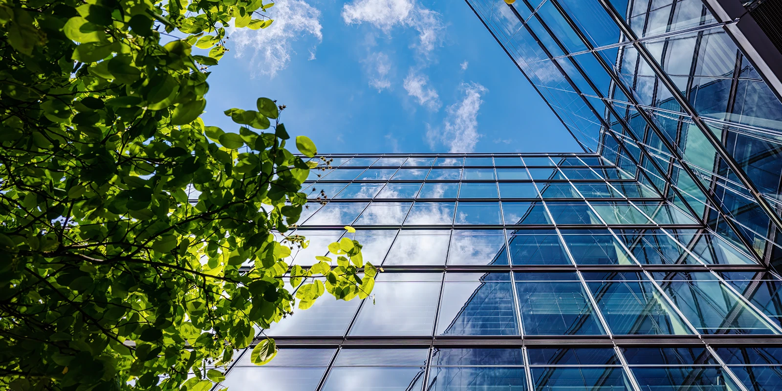 Front view of office building with tree in front of it